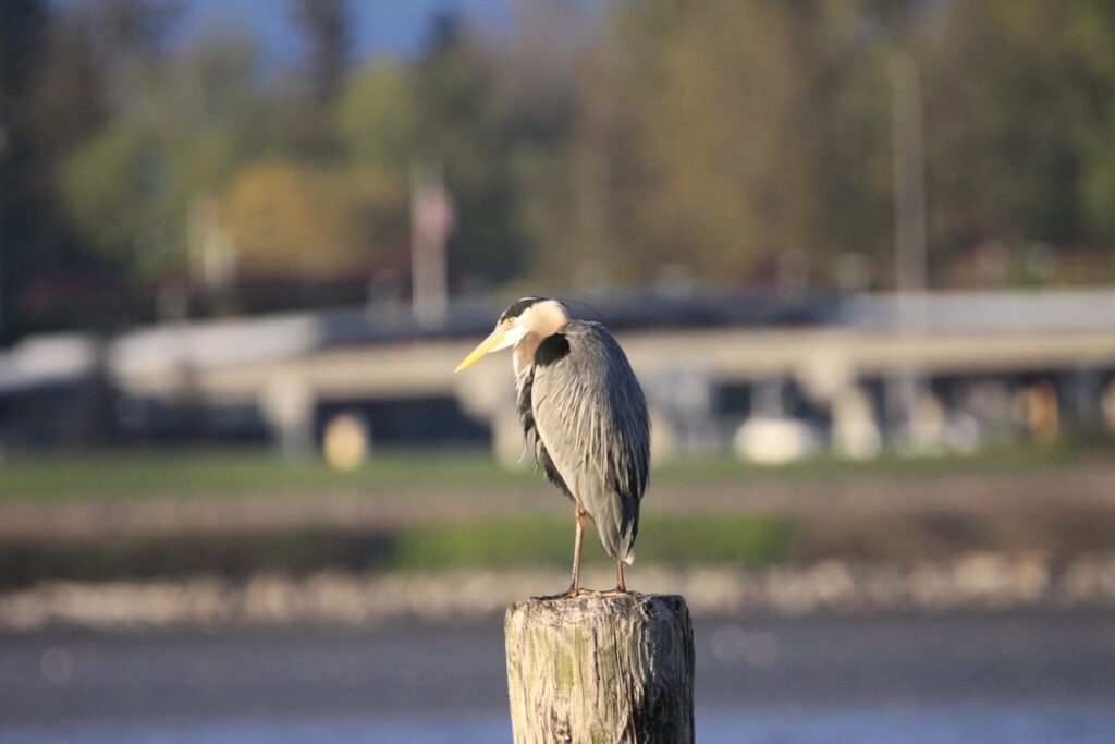 Image #42 Great Blue Heron