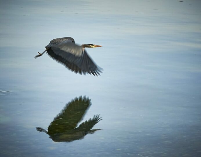 Flying Heron &amp; Reflection